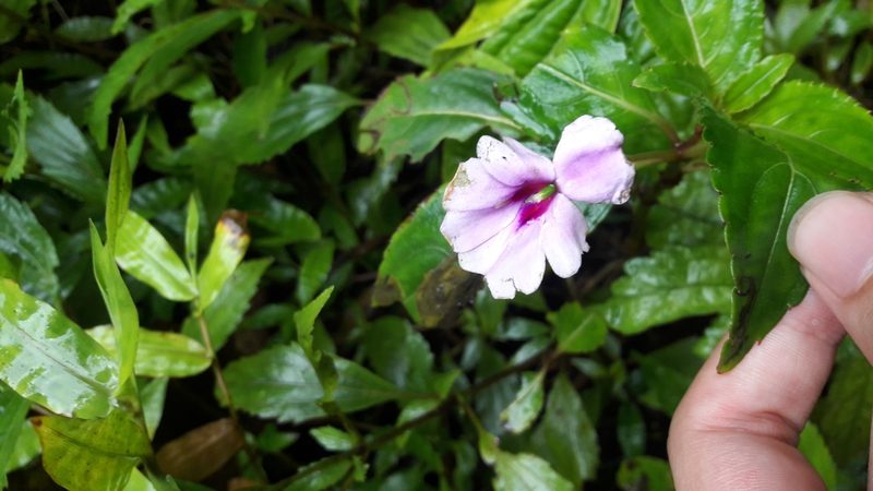 Impatiens platypetala, photographed by Muhammad Malik Ali