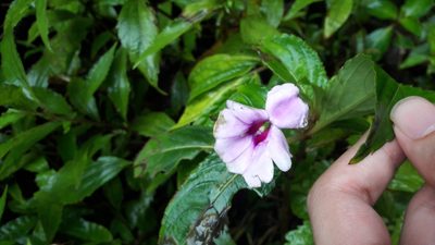 Impatiens platypetala, photographed by Muhammad Malik Ali
