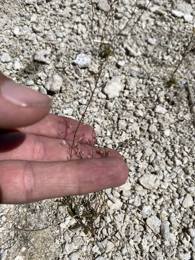 Hornungia procumbens, photographed by Matt Berger