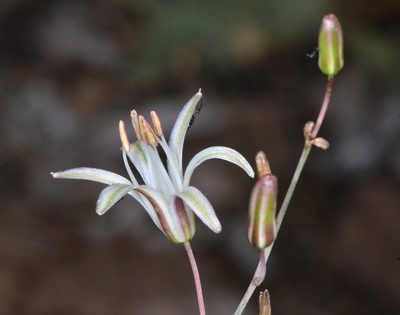 Chlorogalum angustifolium, photographed by Don Loarie