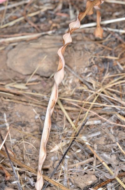 Chlorogalum angustifolium, photographed by Don Loarie