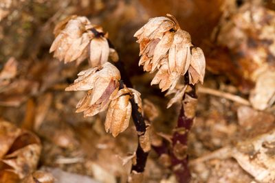 Monotropsis odorata, photographed by Tom Field
