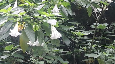 Brugmansia suaveolens, photographed by Muhammad Malik Ali
