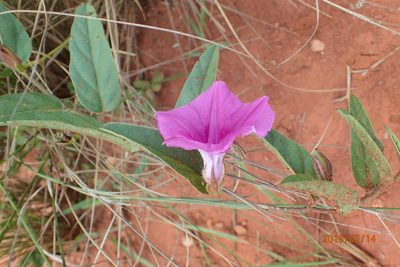 Ipomoea pellita, photographed by Peter Warren