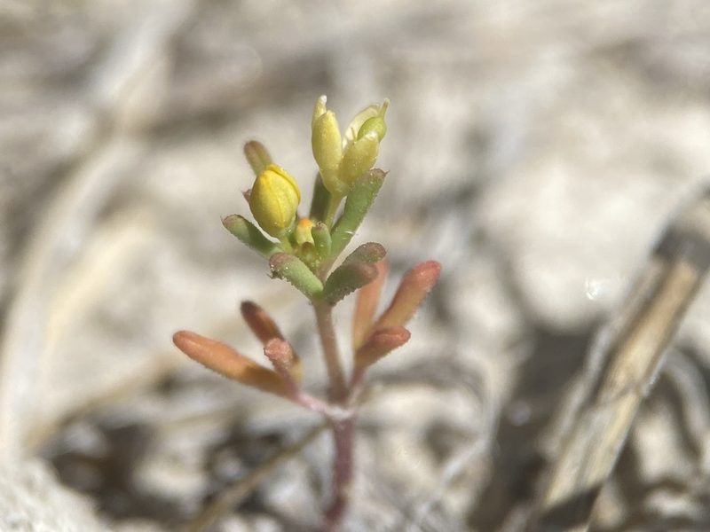 Cleomella parviflora, photographed by Matt Berger