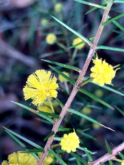 Acacia echinula, photographed by Lukas Clews