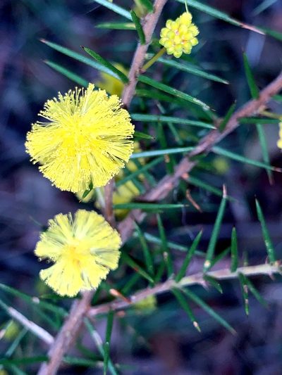 Acacia echinula, photographed by Lukas Clews