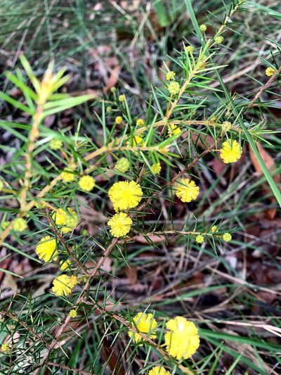 Acacia echinula, photographed by Lukas Clews