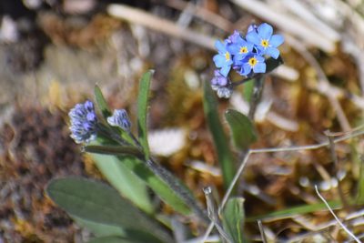 Myosotis asiatica, photographed by Syd Cannings