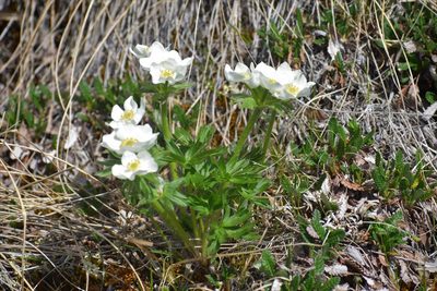 Anemonastrum sibiricum, photographed by Syd Cannings