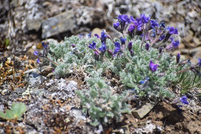 Oxytropis nigrescens, photographed by Syd Cannings