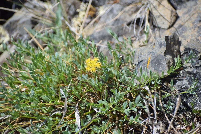 Podistera yukonensis, photographed by Syd Cannings