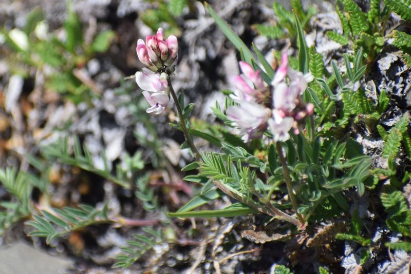Astragalus australis, photographed by Syd Cannings