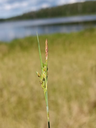 Carex livida, photographed by Reuven Martin