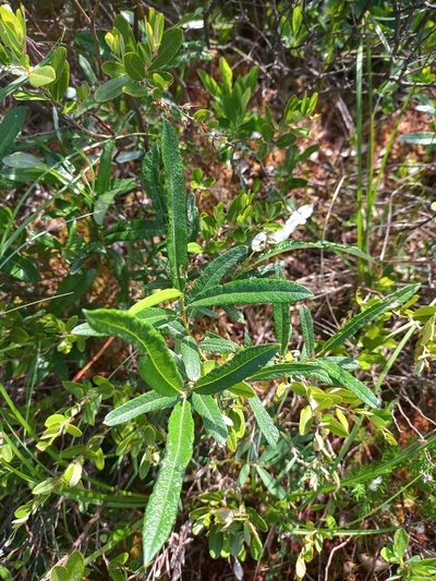 Salix pellita, photographed by Reuven Martin