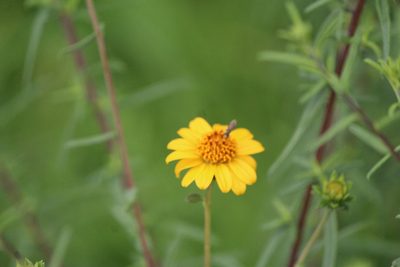 Viguiera linearis, photographed by José Belem Hernández Díaz