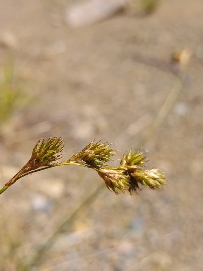 Carex foenea, photographed by Reuven Martin