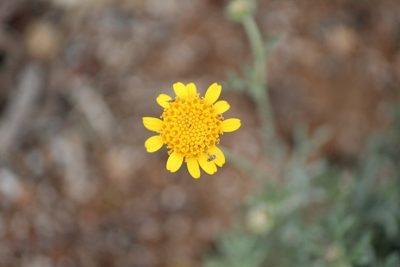 Picradeniopsis pringlei, photographed by José Belem Hernández Díaz