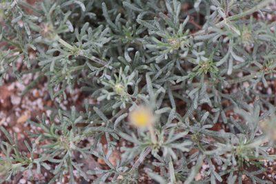 Picradeniopsis pringlei, photographed by José Belem Hernández Díaz