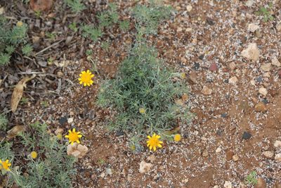 Picradeniopsis pringlei, photographed by José Belem Hernández Díaz