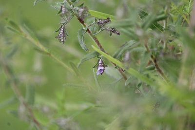 Loeselia coerulea, photographed by José Belem Hernández Díaz