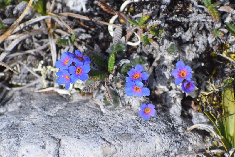 Eritrichium aretioides, photographed by Syd Cannings