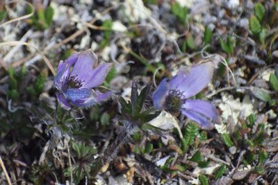 Pulsatilla multiceps, photographed by Syd Cannings