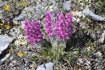 Pedicularis lanata, photographed by Syd Cannings