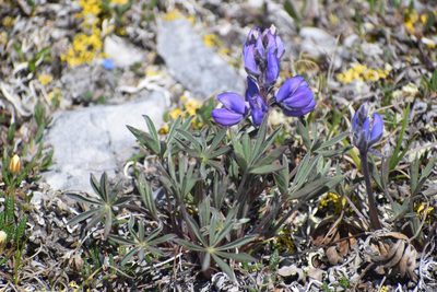 Lupinus arcticus, photographed by Syd Cannings