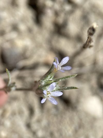 Eriastrum signatum, photographed by Matt Berger