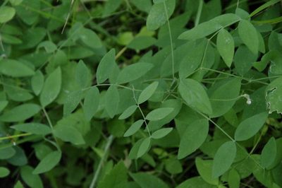 Lathyrus nevadensis, photographed by Eric Knight