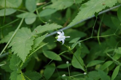 Campanula scouleri, photographed by Eric Knight