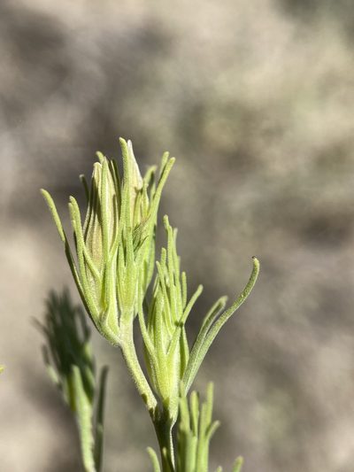 Cordylanthus ramosus, photographed by Matt Berger