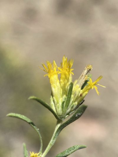 Chrysothamnus humilis, photographed by Matt Berger
