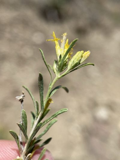 Chrysothamnus humilis, photographed by Matt Berger