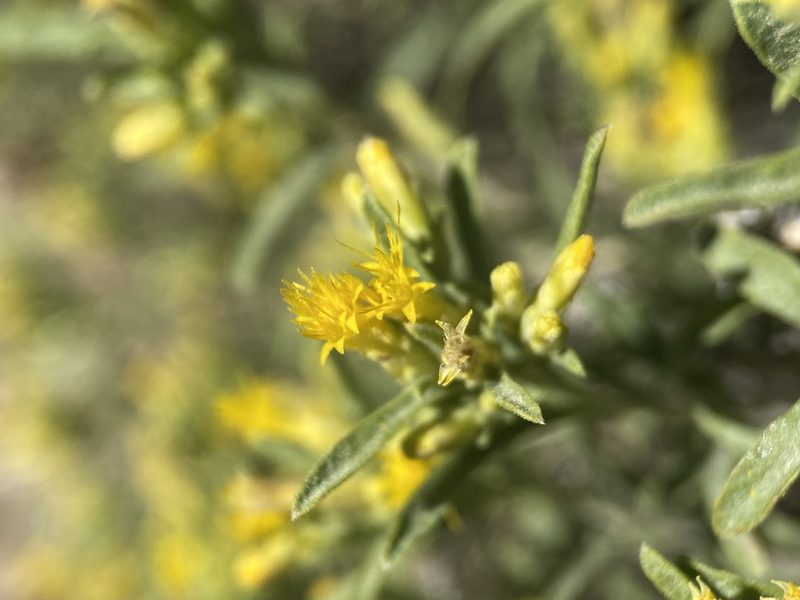 Chrysothamnus humilis, photographed by Matt Berger