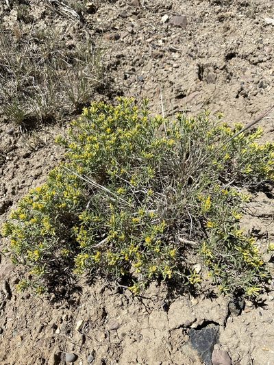 Chrysothamnus humilis, photographed by Matt Berger