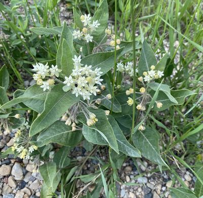 Asclepias ovalifolia, photographed by Sean Frey