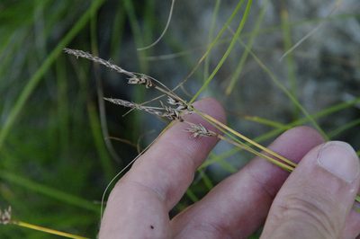 Carex inops, photographed by Eric Knight