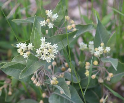 Asclepias ovalifolia, photographed by Sean Frey