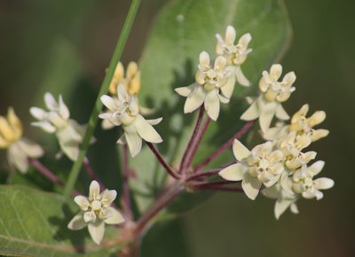 Asclepias ovalifolia, photographed by Sean Frey