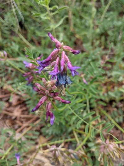 Astragalus hallii, photographed by Rachel Stringham