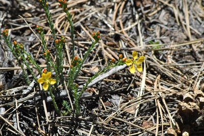 Linum kingii, photographed by Matthew Zarzeka