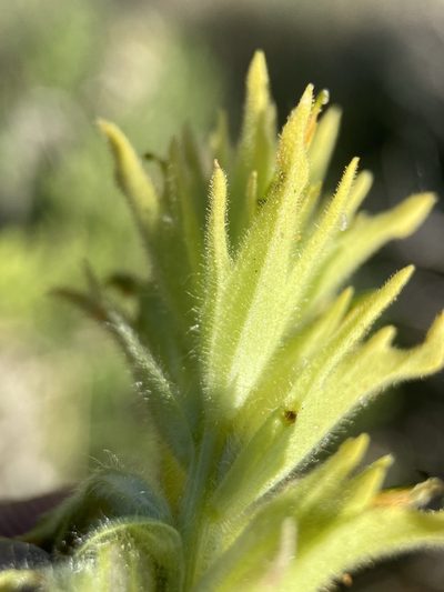 Castilleja viscidula, photographed by Matt Berger