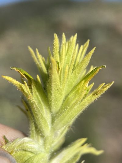 Castilleja viscidula, photographed by Matt Berger