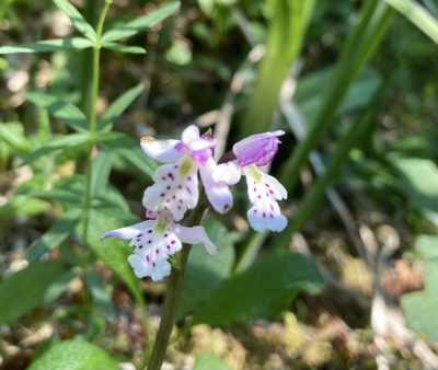 Galearis rotundifolia, photographed by Caleb Catto