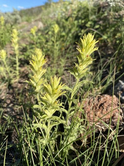 Castilleja viscidula, photographed by Matt Berger