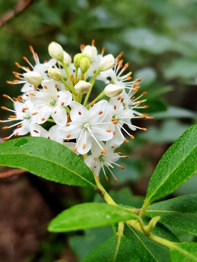 Rhododendron micranthum, photographed by zhangshen