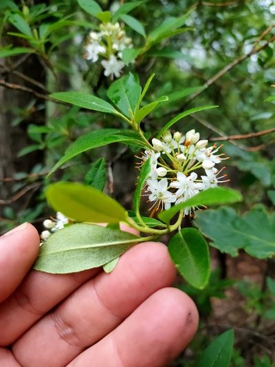 Rhododendron micranthum, photographed by zhangshen