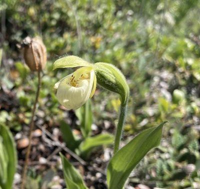 Cypripedium passerinum, photographed by Caleb Catto